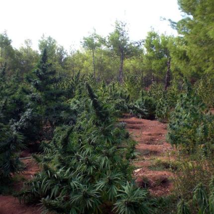 Ρέθυμνο: Επιχείρηση της ΕΛ.ΑΣ σε χασισοφυτεία 