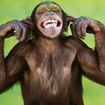 Οι χιμπατζήδες μας &quot;μιλούν&quot;!