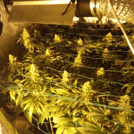 Είχε κάνει την υδροπονική κάνναβη.. επάγγελμα