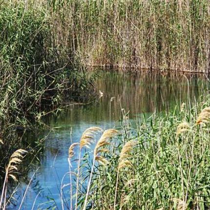«Γνωρίζω και υιοθετώ τους υγρότοπους του τόπου μου» από τη WWF Ελλάς 