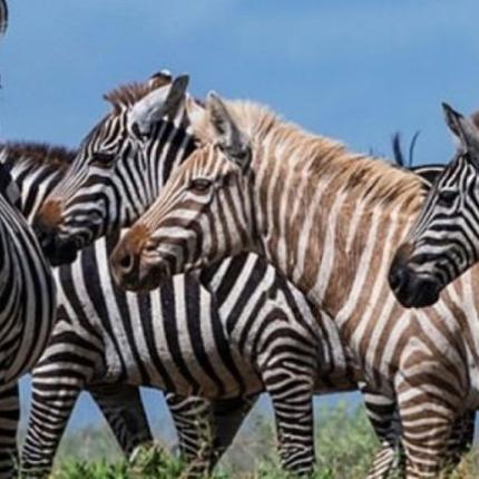 zebra.jpg