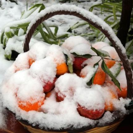 ζημιες καλλιεργειες