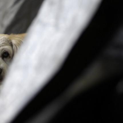 ζώο σεισμός