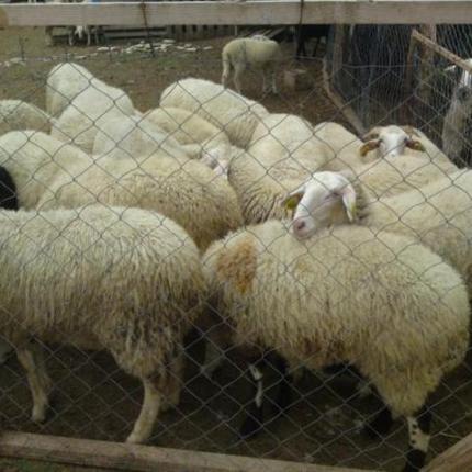 Δύο συλλήψεις για ζωοκλοπή σε Ηράκλειο και Χανιά