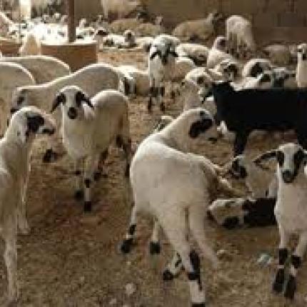 Ένας 27χρονος και μία 26χρονη κατηγορούνται για ζωοκλοπή στο Μαλεβίζι