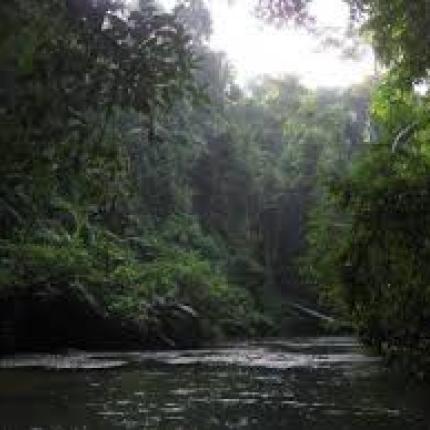 Απομακρύνονται από τη ζούγκλα της Μαλαισίας λόγω των πλημμυρών