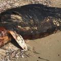 νεκρό δελφίνι στην Παραλία της Μαγνησίας