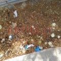 Εικόνες ντροπής έξω από το ΠΑΓΝΗ