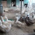 Η γρίπη των πτηνών &quot;χτύπησε&quot; φάρμα με πάπιες στη Βρετανία
