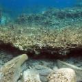 Ανακάλυψαν αρχαίο οικισμό στο βυθό της Δήλου