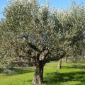 ελαιόδεντρο