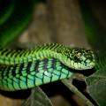 Boomslang