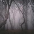 δάσος με ομίχλη