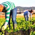 Καινοτομία και πράσινη μετάβαση στη μεταποίηση αγροτικών προιόντων 