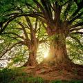 73.000 είδη δέντρων φιλοξενούνται στη Γη 