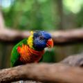 Τα πτηνά που ζουν κοντά στον Ισημερινό είναι πιο πολύχρωμα 