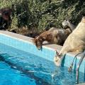 κατσίκια σε πισίνα - Βραχάσι