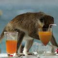 Οι πίθηκοι δείχνουν πως ο άνθρωπος αγάπησε το αλκοόλ 