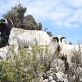 κτηνοτροφία