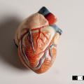 Κύτταρα αναγέννησαν την καρδιά μετά από καρδιακό επεισόδιο 