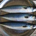 Πως συνδέεται η κατανάλωση ψαριών και γαλακτομικών με τον καρκίνο 