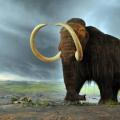 Ανακαλύφθηκε μαμούθ 3.000 ετών 