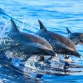 δελφίνια