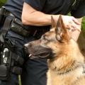 αστυνομικός σκύλος