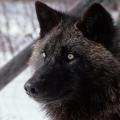 μαύρος λύκος