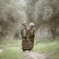 The Olive Tree Will Always Be Here, ελιές, μάζεμα ελιάς