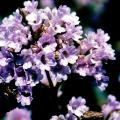 Neelakurinji 