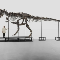 σκελετός Τυραννόσαυρου Rex