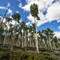 δέντρα λεύκης Pando