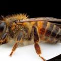 μέλισσα δολοφόνος