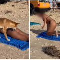 επίθεση ζωου σε παραλία