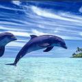 δελφινια