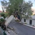 Αναστάτωση στον Μέρωνα Αμαρίου από την πτώση μεγάλου δέντρου μέσα στο χωριό