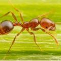 κοκκινο μυρμηγκι