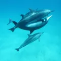 δελφινια