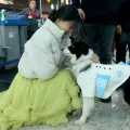 αεροδρομιο σκυλια