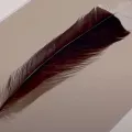 φτερο