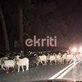 πρόβατα φόδελε