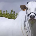 αγελαδα