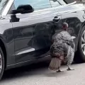 γαλοπουλα