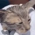 γατα σπετσες