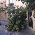πτώση δέντρου