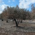 λιόφυτο