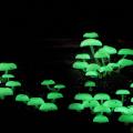 μανιτάρι Mycena chlorophos