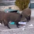 αγριογουρουνα θρακομακεδονες