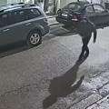 επιδειξίας Περιστέρι